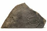 Cruziana (Fossil Trilobite Trackway) - Morocco #274960-1